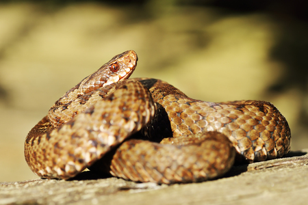 full length common european crossed adder basking in natural habitat ( Vipera berus )