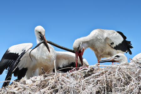 stork feeding chicks with dice snake ( Ciconia ciconia ); this is a rare moment showing natural behaviour at nestの写真素材