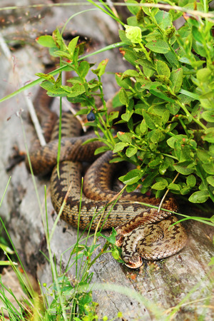 two european common vipers basking together on a stump ( Vipera berus )の写真素材