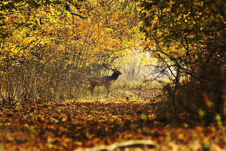 fallow deer buck crossing forest road ( Dama dama ); in late october, the deers are very active due to the mating season; the foliage colors are also awesome in autumnの写真素材