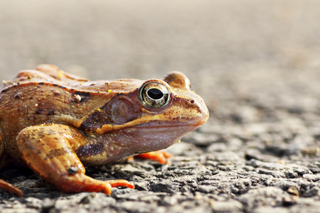 agile frog close up ( Rana dalmatina ), image taken in springの写真素材