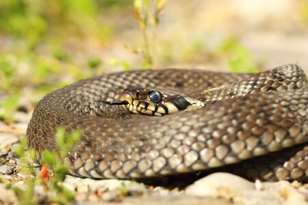 closeup of grass snake basking in natural habitat ( Natrix natrix )
