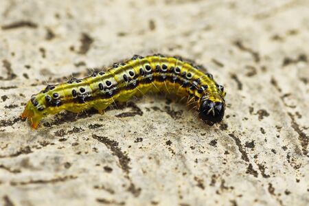 macro image of Cydalima perspectalis caterpillar (the box tree moth)