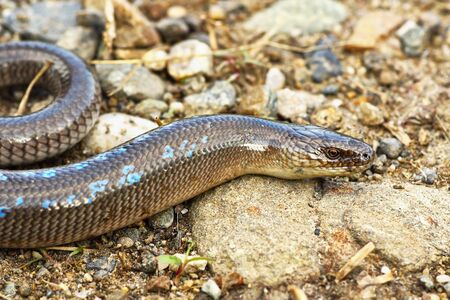 male slowworm in mating season ( Anguis colchica )