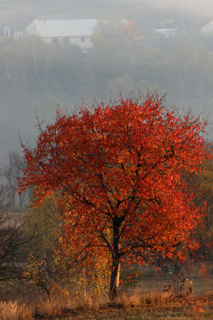 red tree in autumn season, colorful romanian countryside landscape
