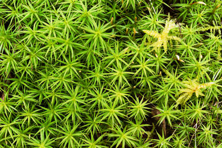 macro shot of natural green fresh moss pattern