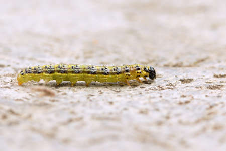 box tree moth macro shot (.Cydalima perspectalis caterpillar ); this is a pest attacking box trees...