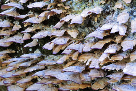 wood decay fungus growing on old stump, textural viewの写真素材