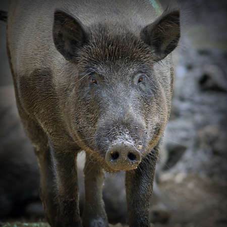 wild boar portrait (.Sus scrofa ) with vignetteの写真素材