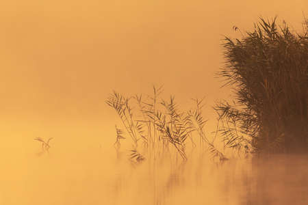 beautiful sunrise on the lake, orange colors at Sacalaia, Transilvaniaの写真素材