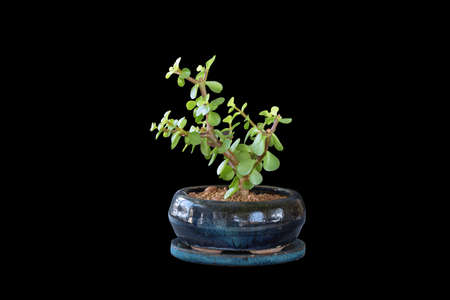 Portulacaria afla bonsai on dark background, the money tree planted in a ceramic potの写真素材