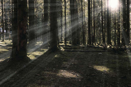 first sun rays in the forest, in the wilderness of Apuseni Natural Park, Romania