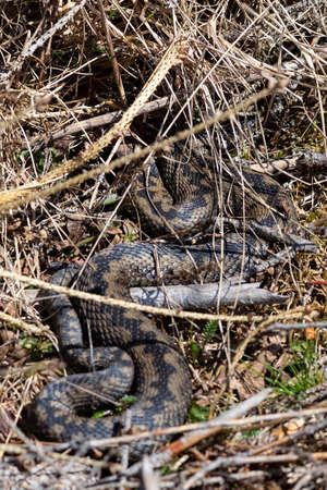 Common adder basking in natural habitat; this is the most widespread european venomous snake (Vipera...
