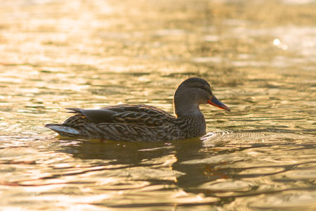 female mallard duck in beautiful light of dawn ( Anas platyrhynchos )の写真素材