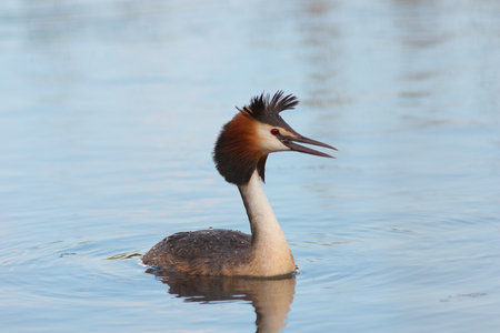 great crested grebe swimming on pond, wild bird in natural habitat (Podiceps cristatus)の写真素材