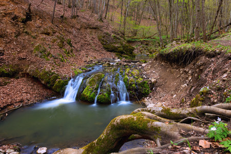 beautiful waterfall deep into the woods of Apuseni mountains; beautiful gorge of Borzesti, a natural area in Transylvaniaの写真素材