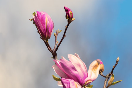 pink magnolia flower over blue sky backgroundの写真素材