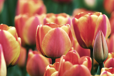 beautiful tulips in bloom, natural background with red and yellow flowersの写真素材
