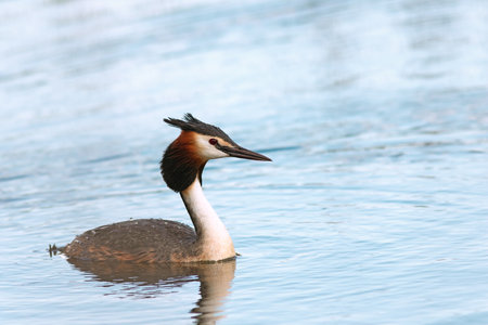 great crested grebe swimming on pond, wild bird in natural habitat (Podiceps cristatus)の写真素材