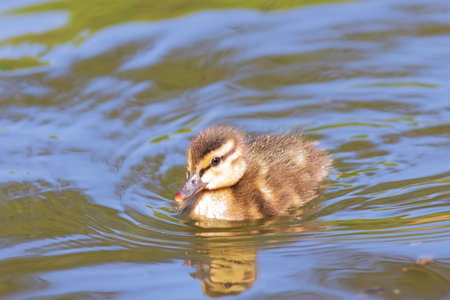cute mallard duckling on water  (Anas platyrhynchos)の写真素材