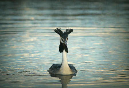 beautiful great crested grebe on pond (Podiceps cristatus)の写真素材