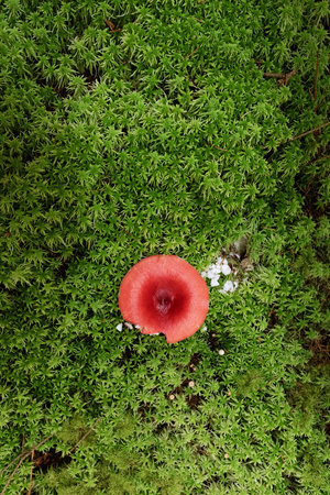 red fly agaric growiung on a green moss carpet (Amanita muscaria)の写真素材