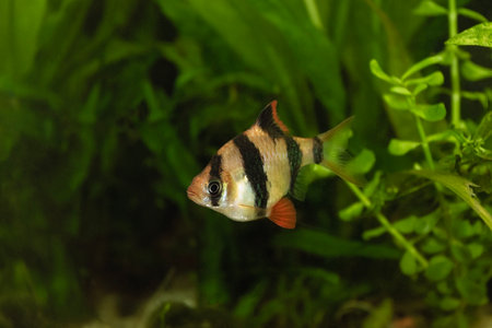 tiger barb in fish tank (Barbus tetrazona)の写真素材