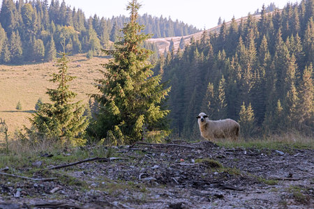 sheep in natural mountain setting; in Apuseni mountains, the animals are semi-ferral, living in natural habitat full of forests and large gladesの写真素材