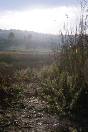 natural hiking path in the morning, plants full of dewの写真素材