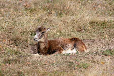female mouflon resting on the grass (Ovis aries musimon)の写真素材