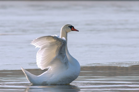 mute swan flapping wings on a flowez pond (Cygnus olor); in wnter, these birdsseek for the areas that are not frozenの写真素材