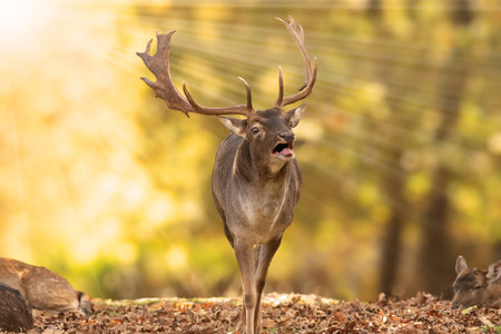 fallow deer in beautiful orange autumn light (Dama dama)の写真素材