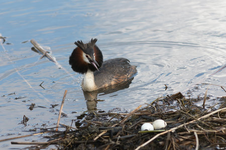 Podiceps cristatus near the nest containing two eggs (great crested grebe)の写真素材
