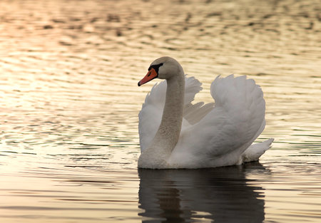 beautiful mute swan closeup swimming on pond at sunset (Cygnus olor)の写真素材