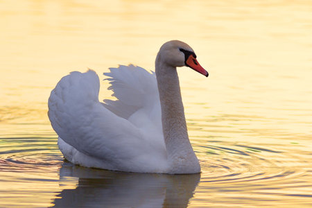 beautiful swan in orange sunrise light (Cygnus olor)の写真素材
