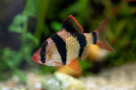 male tiger barb in freshwater tank (Barbus tetrazona)の写真素材