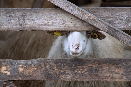 curious sheep looking through the farm wooden fenceの写真素材