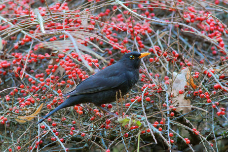 male blackbird foraging for food on cotoneaster bush full of red berries (Turdus merula)の写真素材