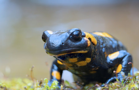 cute salamander looking at the camera (Salamandra salamandra); this beautoful but toxic amphibian...