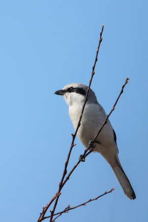 great grey shrike on a twig (Lanius excubitor)の写真素材
