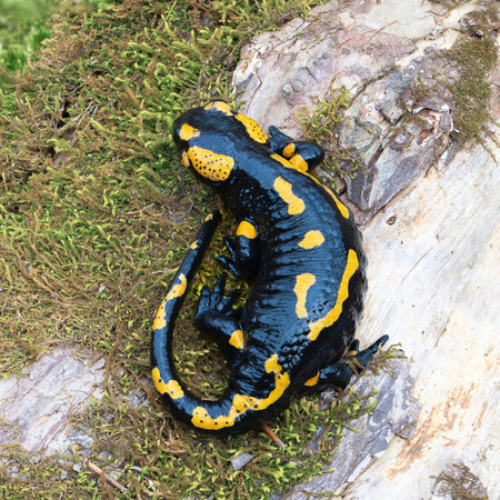 full lenght salamander in natural habitat (Salamandra salamandra), amphibian in natural habitatの写真素材
