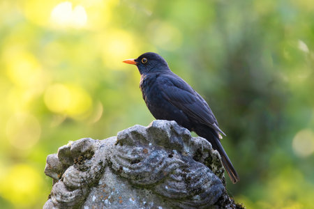 male common blackbird on top of a statue in the urban park (Turdus merula)の写真素材