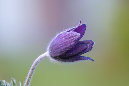 Pulsatilla sp in full bloom,  focus stack.