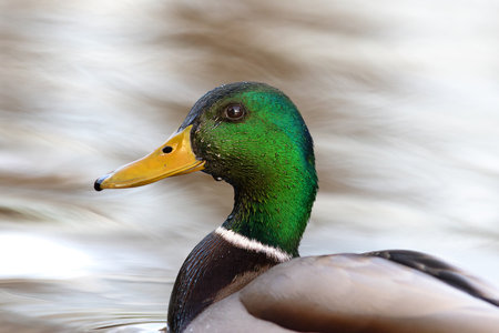colorful mallard drake portrait over water surface background (Anas platyrhynchos)の写真素材