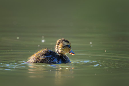 mallad duckling alone on pond (Anas platyrhynchos)の写真素材