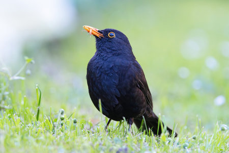 proud common blackbird in mating season (Turdus merula)の写真素材
