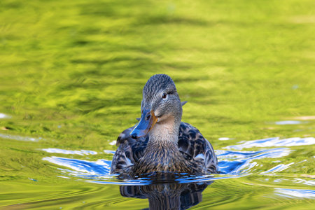 female mallard duck swimming towards the camera (Anas platyrhynchos)の写真素材