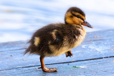 cute mallard duckling walking near the duck pond in the park (Anas platyrhynchos)の写真素材