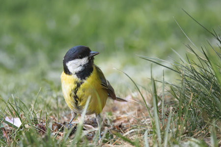 great tit foraging for food in the park (Parus major); this is a colorful common bird in the urban gardensの写真素材