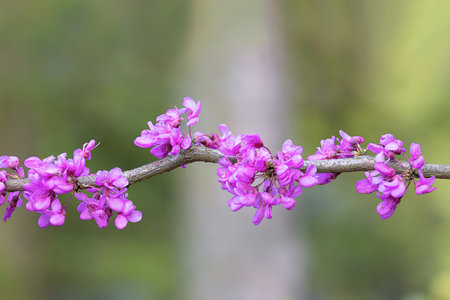 Cercis chinensis in full bloom, the Judas tree pink flowers in early spring, focus stackの写真素材